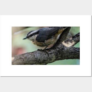 White Breasted Nuthatch. Posters and Art